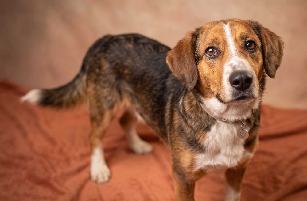 NAWIGATOR - mega fajny psiak trochę podobny do beagle
