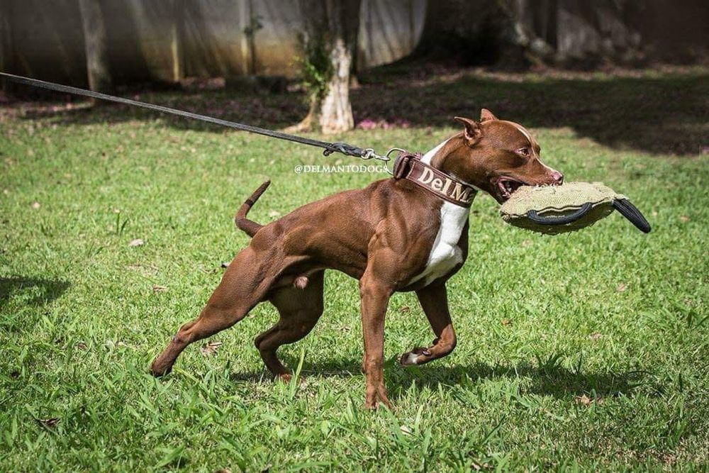 Імпортний пес з Італії розплідник Skyline
