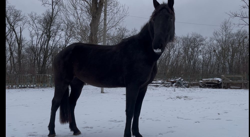 Продам молоду коболу