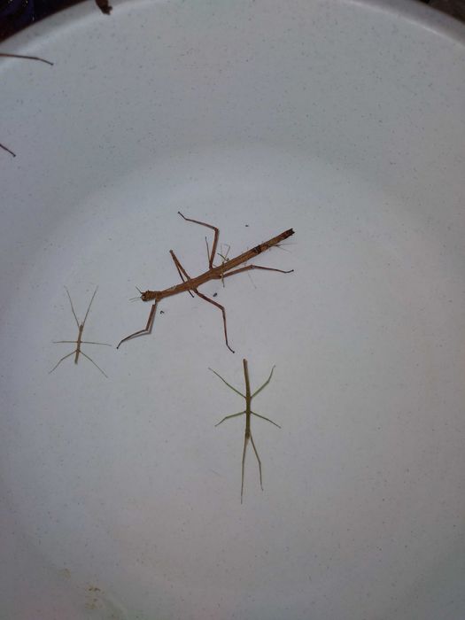 Patyczaki za darmo, nowe malutkie okazy