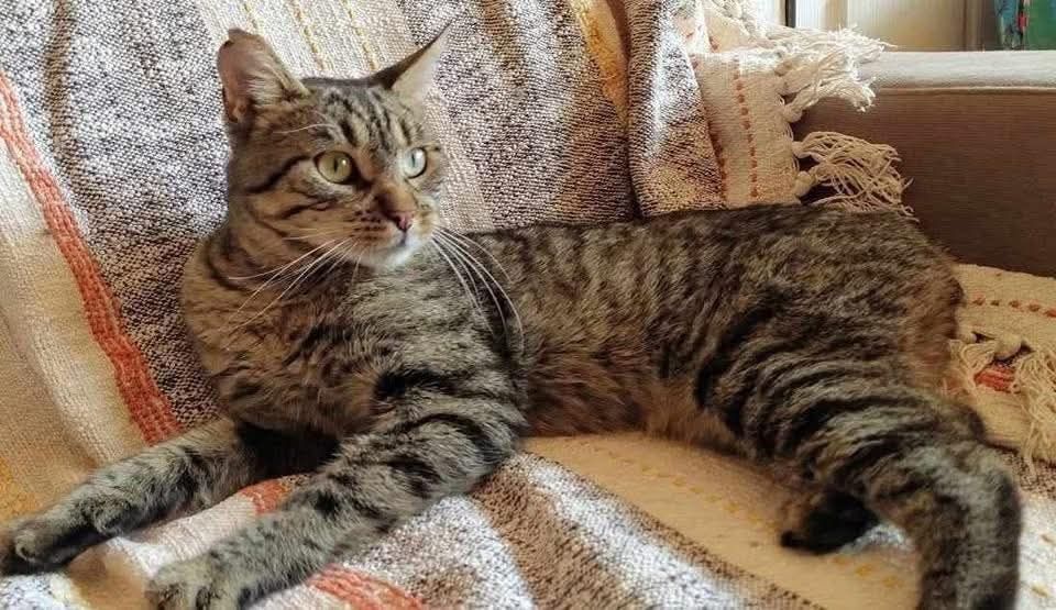 Ryś bez ogonka szuka domu! (FIV+)