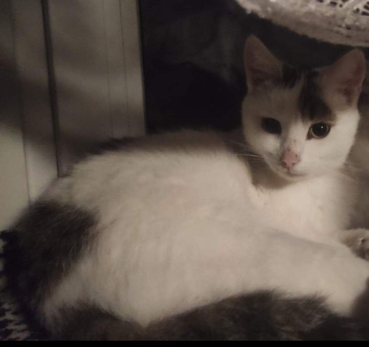 Zaginął kocurek cała Polska