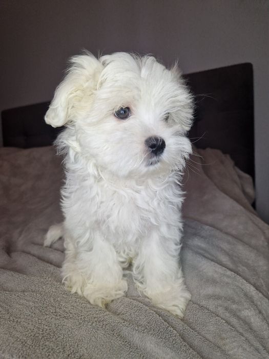 Maltańczyk Maltańczyki pieski