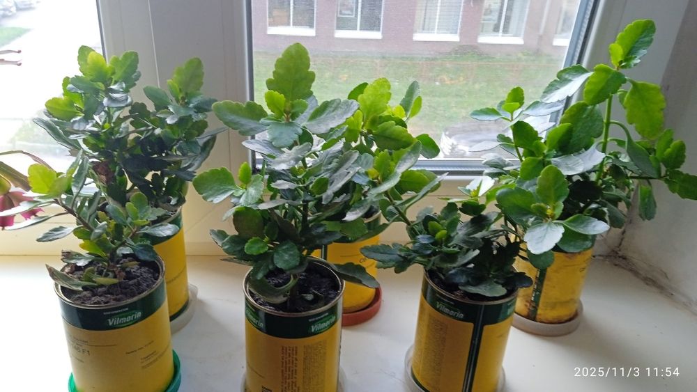 Каланхоэ цветущий