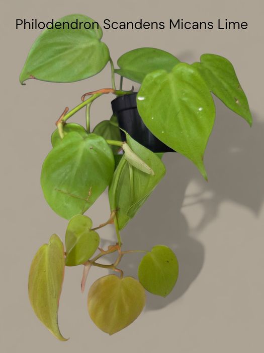 Philodendron Scandes Mincas Lime - Mały