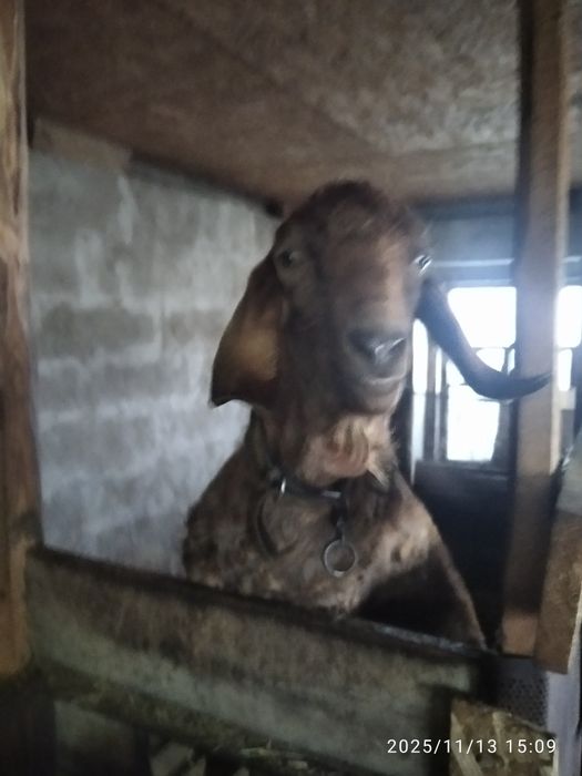 Козёл ждёт коз для совместного времяпрепровождения