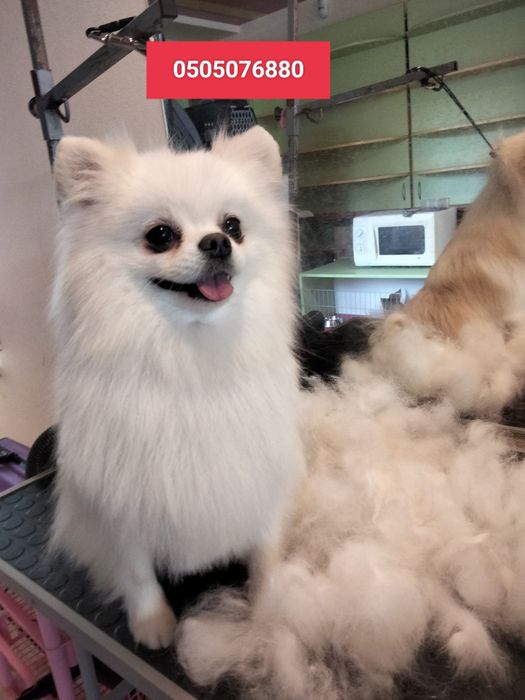 Вычесывание шпицов)) экспресс -линька