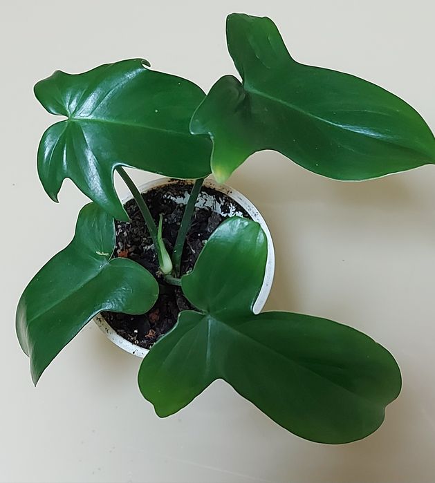 Філодендрон біркін, Біллітай оренж, маска, радіатум