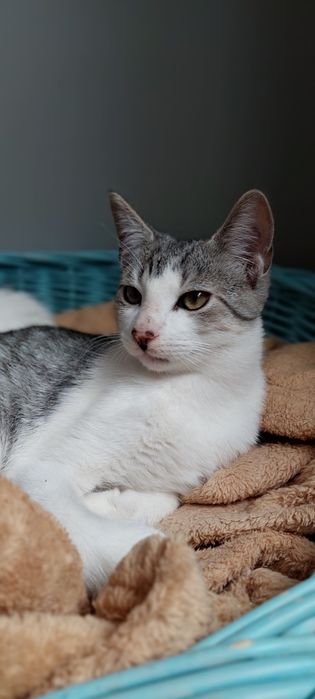 Gajko 6 miesięczny kocurek