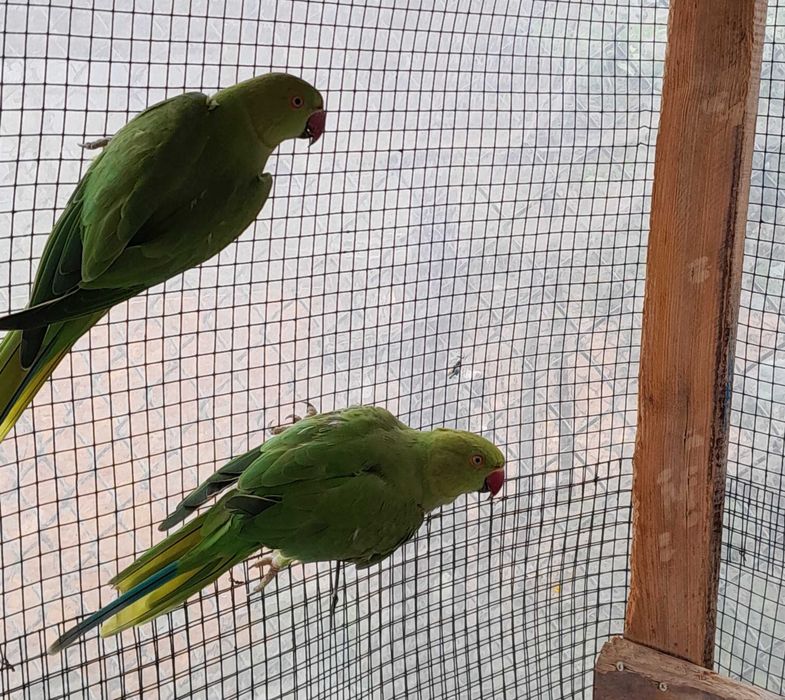 Ring neck  verdes
