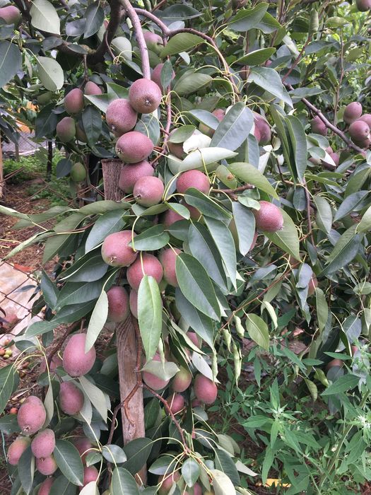 Саджанці екзотики і звичайні