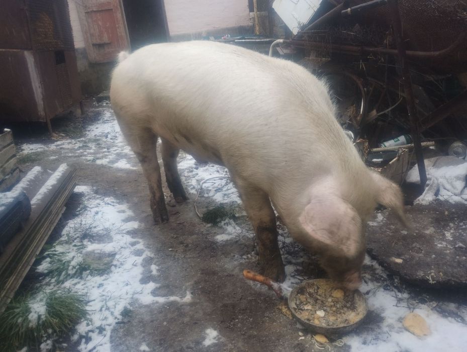 Продам кнура Біла велика