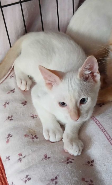 Gatos bebés para adoção consciente