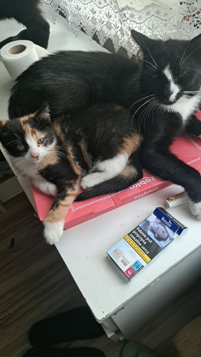 Oddam kotkę w dobre ręce
