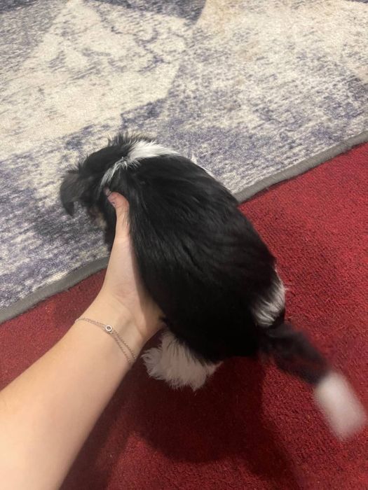 Продається собака міні йорк