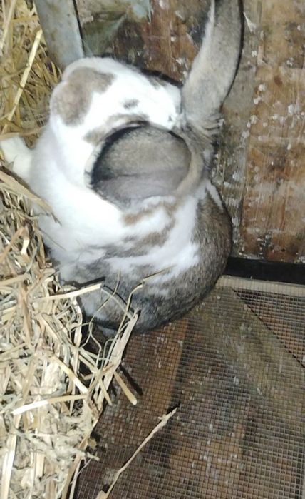 Sprzedam króliki (19 królików )