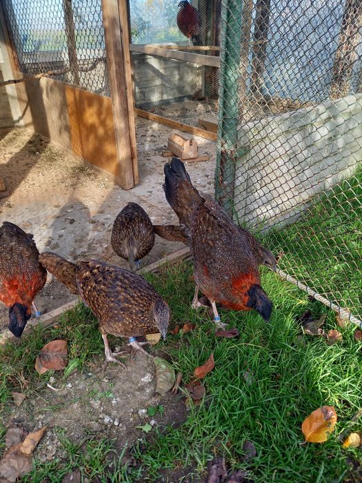 Bazanty Tragopany Satyra