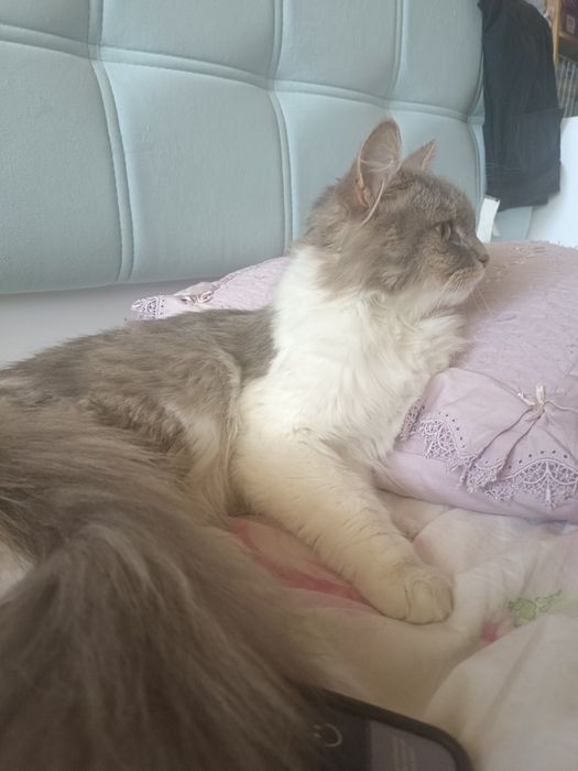 Шукаємо дім для кошечки