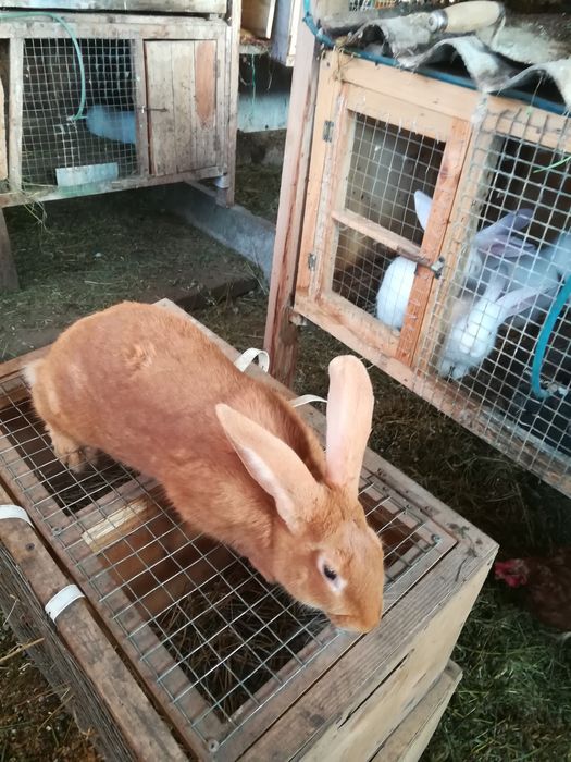 Продаю кролики різних порід