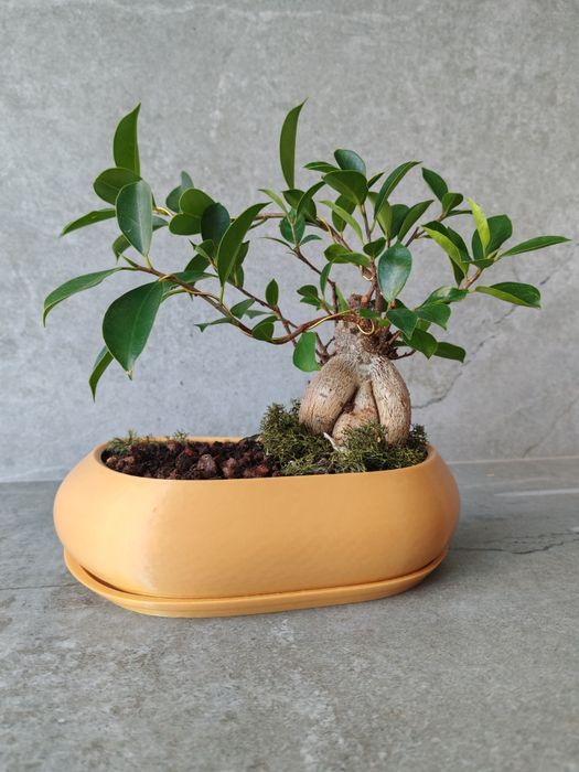 Vasos para bonsai