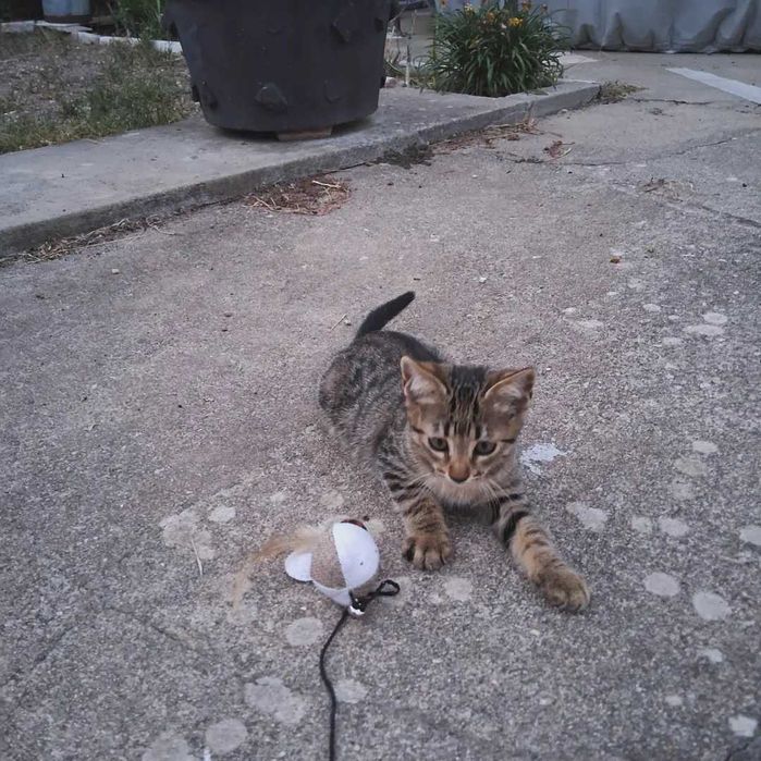 Gatinhos para adoção responsável