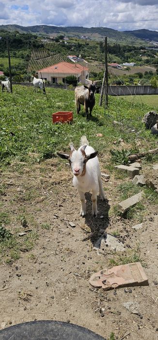 Lindas Cabras anãs