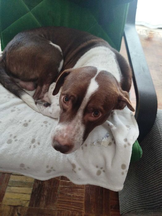 Cão 3 anos para adocao