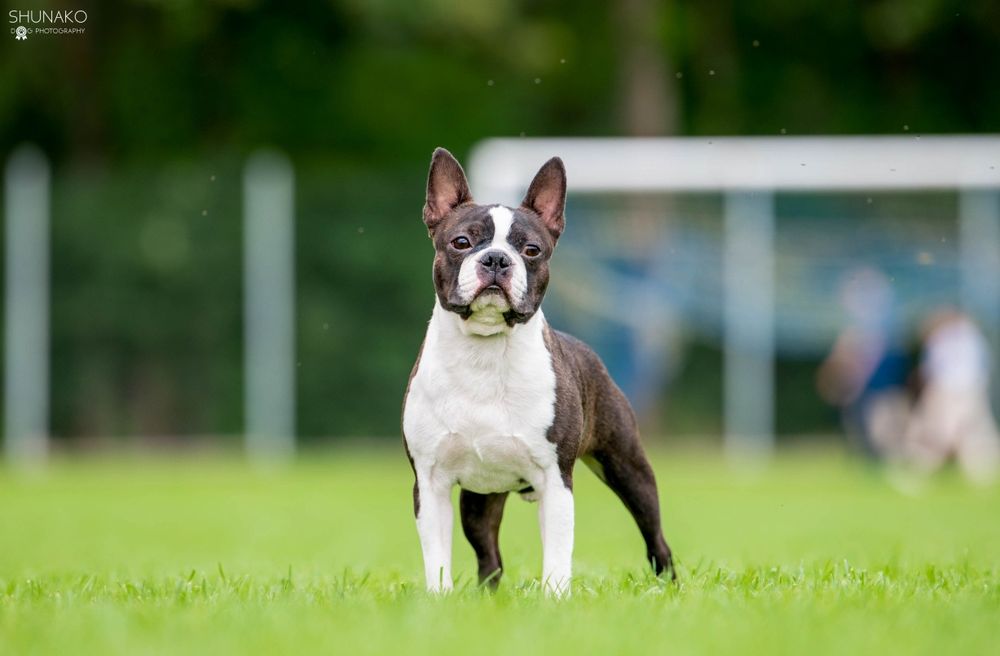 Boston Terrier piesek ZKwP FCI