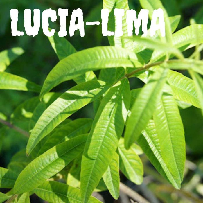 Ervas aromáticas Biológicas Louro, Alecrim, Lucia-Lima