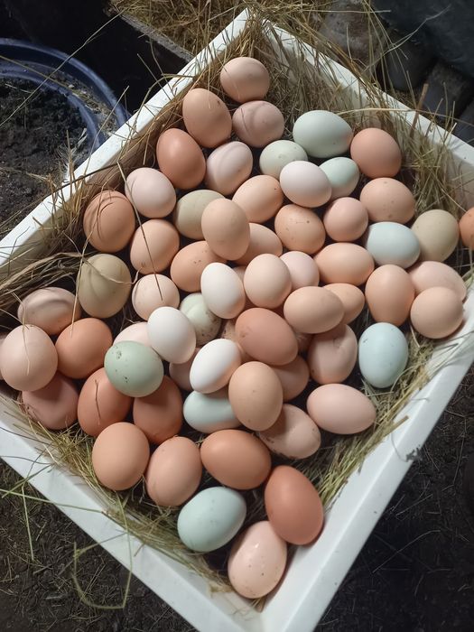 Ovos caseiros de galinhas soltas