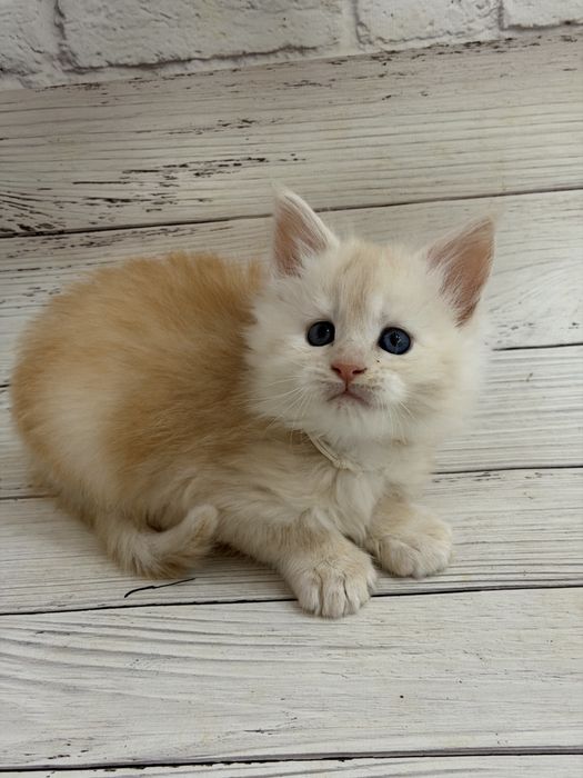 Кошенята Мейн-кун