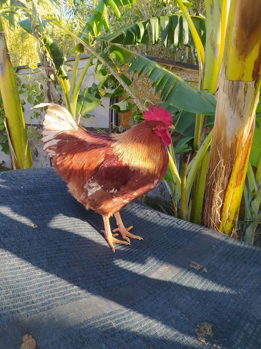 Galo do campo, natural