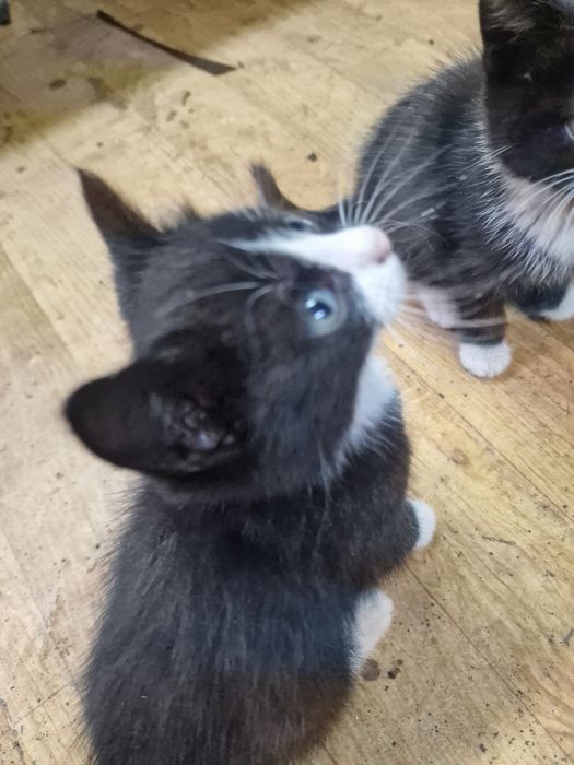 Котята безкоштовно