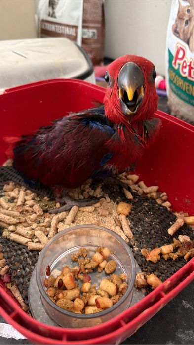 Maguenigica papagaio  ecletus