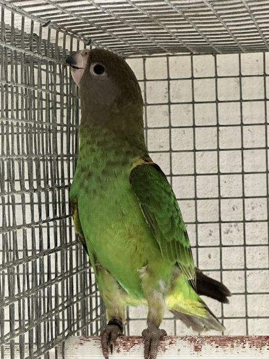 Poicephalus Cryptoxantus