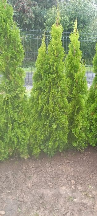 Tuje szmaragd Brabant sadzenie sprzedaż transport
