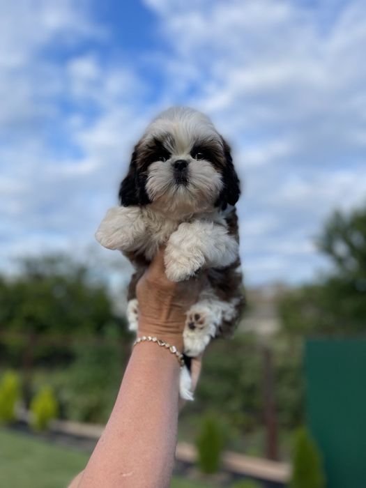 Шикарные малыши шит-цу