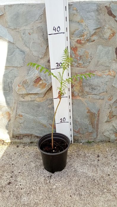 Hortênsias rosa e Jacarandá
