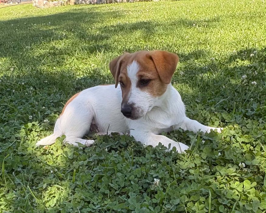 Jack Russell Terrier-przepiękna suczka Hera