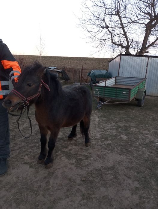 Sprzedam kucyka ogierek