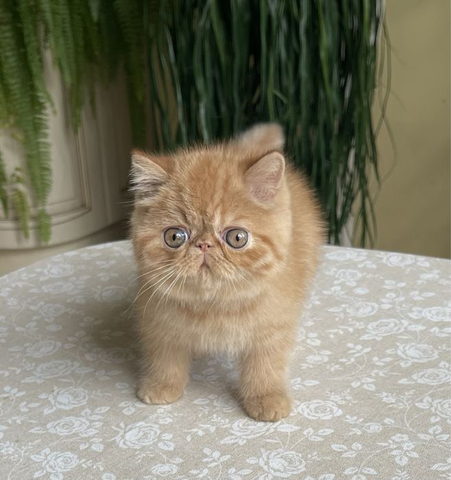 Экзотический красавчик