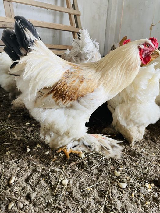 Koguty Brahma  Duze zdrowe