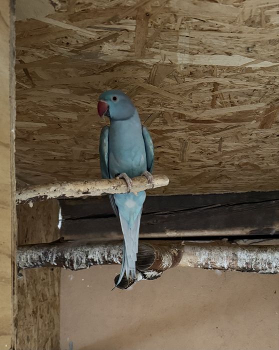 papuga aleksandretta obrożna samica