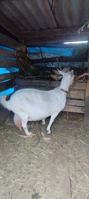 Заанонубійська кізочка