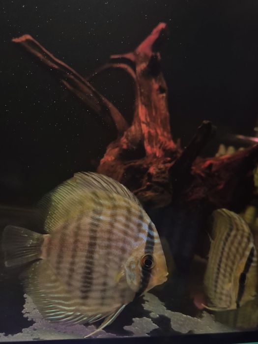 Discus heckli wild/Paletki /dyskowce