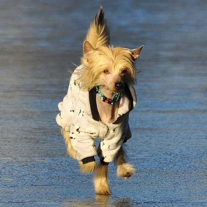 Втік пес • потерялась собака