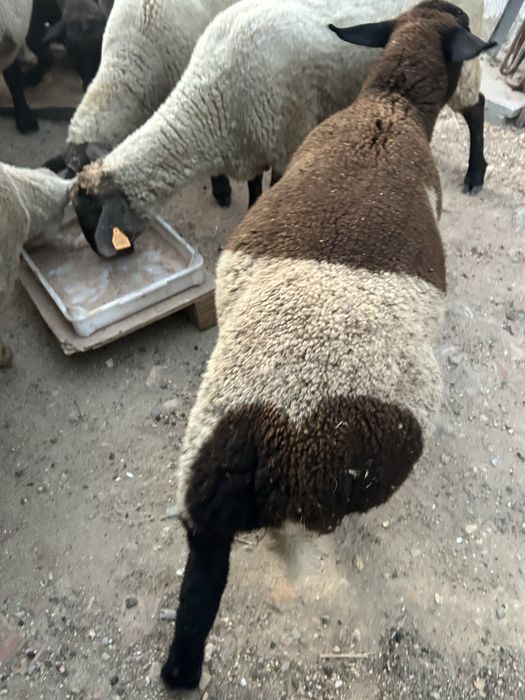 Animais de quinta ouvelhas