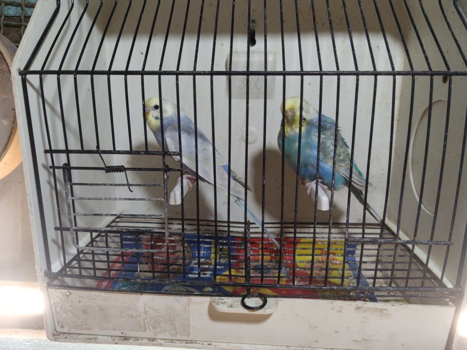 Alguns casais de periquitos disponíveis