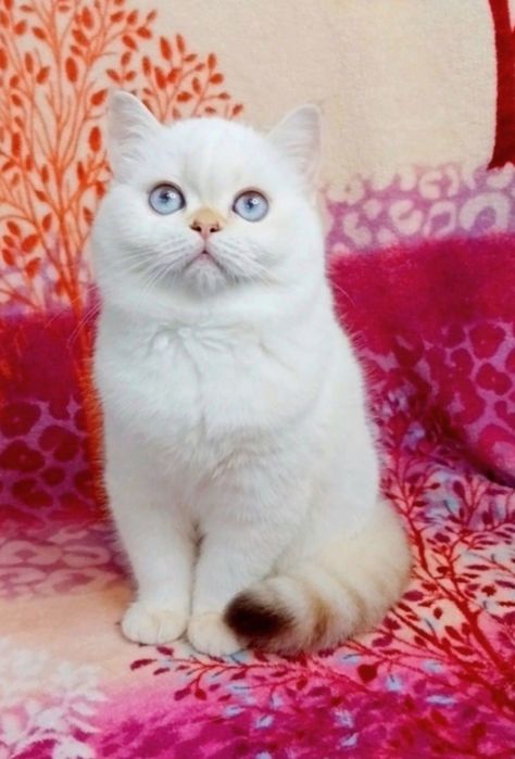 Девочка милашка шотландочка Ооочень ласковая малышка