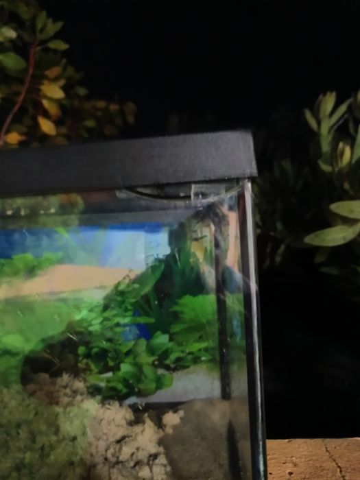 Aquário de 50 cm
